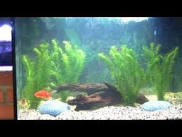 How often should you clean your fish tank? How To Clean A Fish Tank Youtube
