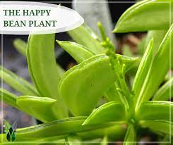 Who Can Resist A Plant Called The Happy Bean Happy Bean Plants Have Thick Succulent Leaves Shaped Like Green Bean Pods Though Yo Bean Plant Plants Bean Pods