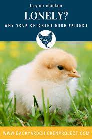 Once the rooster is removed from the flock, they will get lonely. Is Your Chicken Lonely Why You Should Never Raise One Lone Chicken