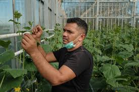 Dn 2b km 9+270 st jud. Portrete De Muncitori Sezonieri In Germania Bani Se Fac Dar Te OmoarÄƒ DistanÈ›a De Copil Teleleu