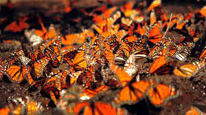 Mimorelia En Estas Vacaciones Visitar A La Mariposa Monarca En Michoacan La Opcion