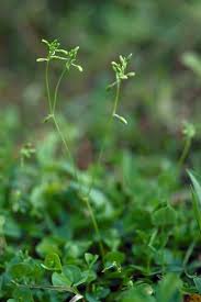 Image result for Drymaria