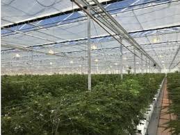Canopy Growth Corps Bc Greenhouses Are Running Smoothly