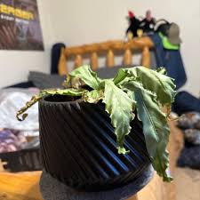 Image result for Asplenium lambinonii