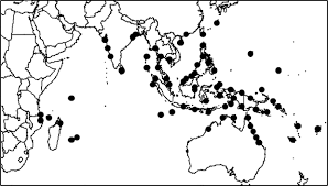Image result for Premna velutina