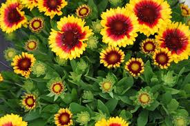 Maybe you would like to learn more about one of these? New Perennial Bedding Plants For 2021 Missouri Environment And Garden News Article Integrated Pest Management University Of Missouri