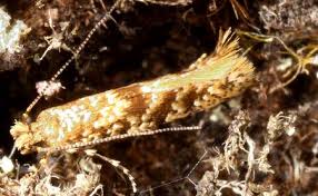 Image result for Cyperus aterrimus