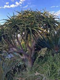 Image result for Aloidendron barberae