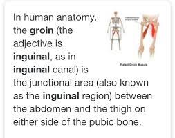 Prop your upper body up on your left elbow and forearm. Area Of The Body Between Legs And Genitals English Language Usage Stack Exchange