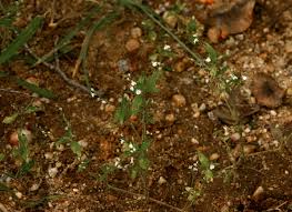 Image result for Justicia matammensis