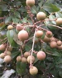 Penyebab sakit mata kucing ada banyak macamnya. Homie Garden Pokok Mata Kucing Buah Mata Kucing Facebook