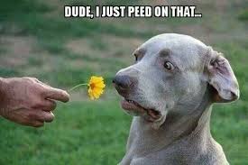 Dude I Just Peed On That Wuvely Funny Animal Jokes Funny Dog Memes Funny Animal Memes