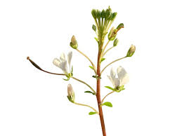 Image result for Cleome gynandra