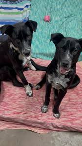 Time is ticking for Conner, a sweet misunderstood dog whose life will be  cut short unless a rescue group intervenes. His shelter notes don't define  him