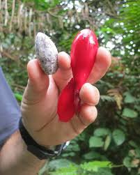 Image result for Aframomum polyanthum