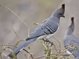 Black Bird With Orange Belly In Georgia White Bellied Go Away Bird Corythaixoides Leucogaster By Lip Kee Bird Critter Blue Jay