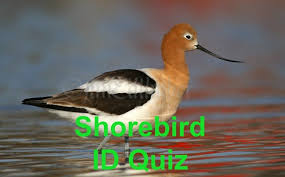 Shorebird Id Quiz Test Your Yourself Before These