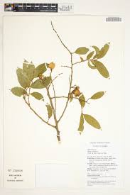 Image result for Opilia amentacea