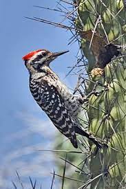 Check spelling or type a new query. Ladder Backed Woodpecker Wikipedia