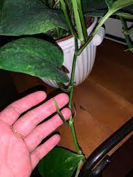 How to trim pothos dead leaves. Pruning A Pothos I M A Noob Did I Trim The Dead Leaf Of My Golden Pothos Correctly Or Am I Supposed To Cut It More Closely To The Vine Can You