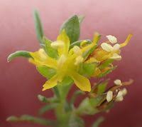 Image result for Vahliaceae