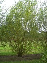 Image result for Salix