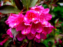 In the last few years, it's become more important to know whether to plant. Weigela Florida Wine Roses Carolyn S Shade Gardens