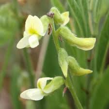 Image result for Eriosema