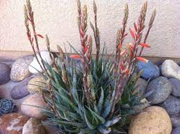 It thrives in hot, reflected heat and flowers in late winter on into spring. Aloe Blue Elf World Of Succulents