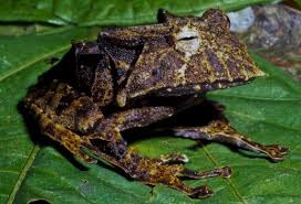 Cannibal Frogs: Horned Frogs, Darth Vaders & Dragons — Exotica Esoterica