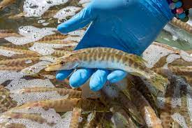See more ideas about musky fishing, musky, fish. Tiger Muskie The Role Of This Silent Predator In Colorado S Waters Colorado Outdoors Online
