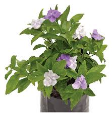 Image result for Brunfelsia pauciflora