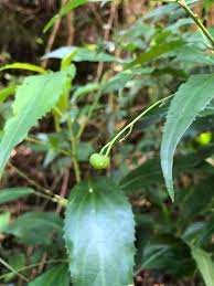 Image result for Micrococca capensis