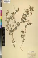 Image result for Crotalaria podocarpa