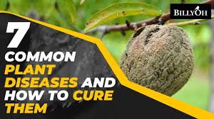 We did not find results for: 7 Common Plant Diseases And How To Cure Them Gardening Tips For Beginners Experts Youtube