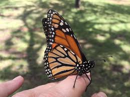 Get everything you need to have fun and. Kids Activities Galore At Butterfly Festival Knox Tn Today