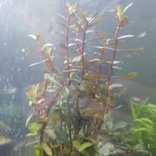 Image result for Nesaea crassicaulis