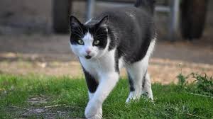 Auch die rasse spielt hier eine wichtige rolle. Wenn Die Katze Schwanger Ist Tiergesund De