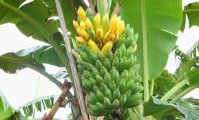 Gambar pohon pisang yang sudah diwarnai. View Contoh Gambar Pohon Pisang Gif Kabar Pendidikan