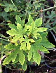 How long does it take for an adenia plant to germinate? Adenia Venenata The Cactus King