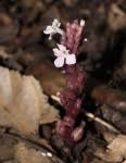 Image result for Striga gesnerioides