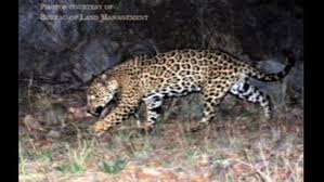 (f) means that a noun is feminine. Rarely Seen Jaguar Photographed By Trail Camera In Arizona San Luis Obispo Tribune