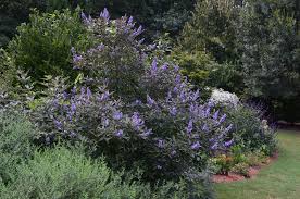 Image result for Vitex trifolia