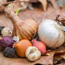 Maybe you would like to learn more about one of these? Identifying Bulb Types Understanding Bulbs Corms Rhizomes And Tubers Hgtv