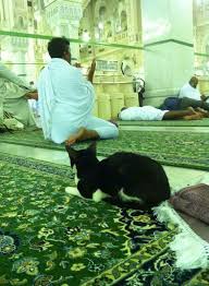 Luky Cat Cat Watch Animals Of The World Cats