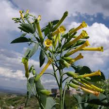 Image result for Nicotiana glauca