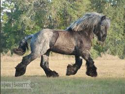 Because the history of these horses was to act as farm machinery, they were traditionally fed homegrown grain and roughage. Absolute Unit Uk Belgian Heavy Draft Horse Absoluteunits
