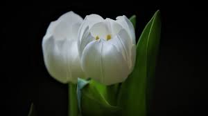 Maybe you would like to learn more about one of these? Fantastis 22 Gambar Bunga Tulip Putih Produsen Terbesar Bunga Tulip Adalah Negara Belanda Karena Disana Ada Banyak Sekali Bung Gambar Bunga Bunga Tulip Bunga