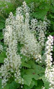 Image result for Nidorella ivifolia