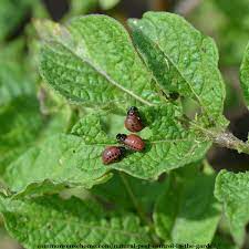 You can begin by flushing the little beasts out how to control pest disease. Natural Pest Control In The Garden Get Rid Of 20 Top Pests